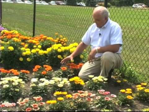 Video: Gatsania - Floare însorită