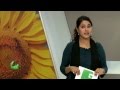 Sunflower Farming (सूरजमुखी की खेती) In Baatein Kheti Ki - On Green TV