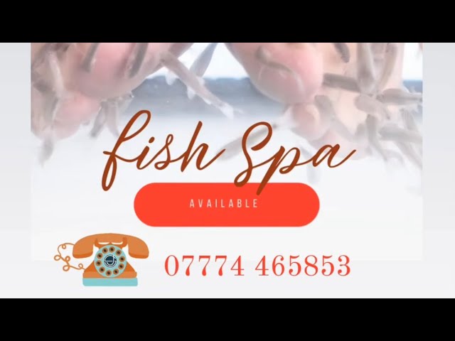 FishKiss Fish Spa (@fishkissco) • Instagram photos and videos