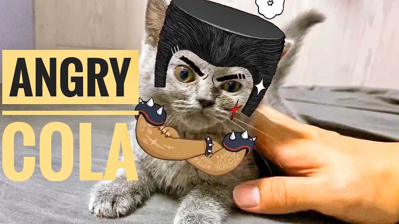 英國短毛貓｜British Shorthair｜angry cola - YouTube