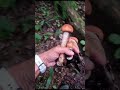 Собираем грибы как ягоды #3