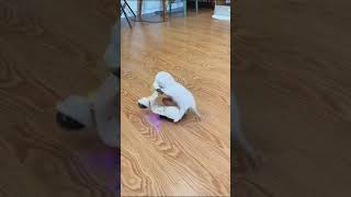 What? A Small Cat Is Driving A Small Scooter Shorts