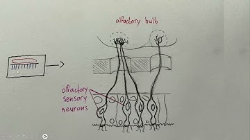 How does our sense of smell work?