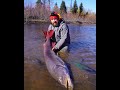 Tugur river landing 492kg 164cm taimen on fly    164 492 