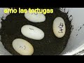 Incubadora casera  huevos de tortuga