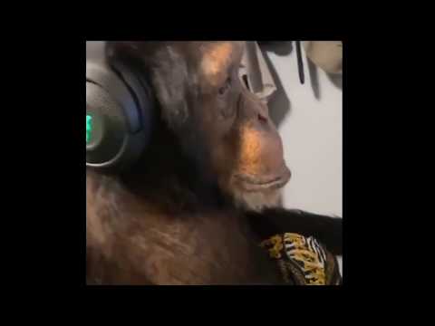 Low Effort Monkey Brain Meme