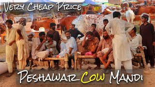 Peshawar Cow Mandi | Cow on cheap price | Peshawar KPK