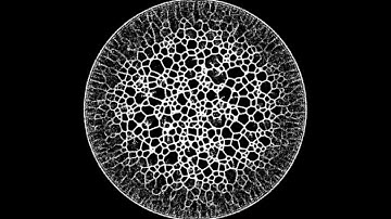 physarum ( slime mold ) simulation