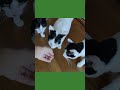 マタタビスプレー Silvervine Shorts マタタビ 猫動画 マタタビスプレー Silvervine Shorts マタタビ 猫動画