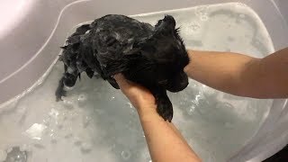 🌀 ДЛЯ СОБАК | ЧИХУАХУА | КАК И ЧЕМ МЫТЬ СОБАКУ | ЩЁТКА ДЛЯ ШЕРСТИ 🌀 ДЛЯ СОБАК | ЧИХУАХУА | КАК И ЧЕМ МЫТЬ СОБАКУ | ЩЁТКА ДЛЯ ШЕРСТИ