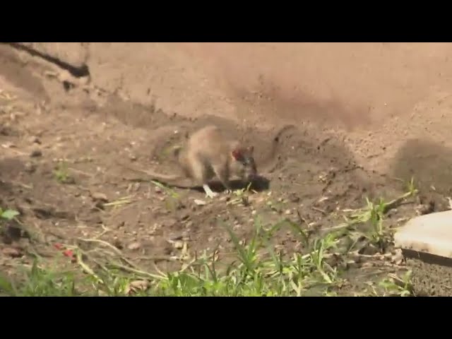 Nyc Offering Rat Academy Classes