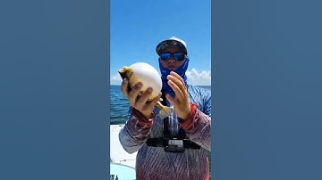 Puffer fish are so weird! Did you know you can do this with puffers? #fishing #pufferfish #shorts