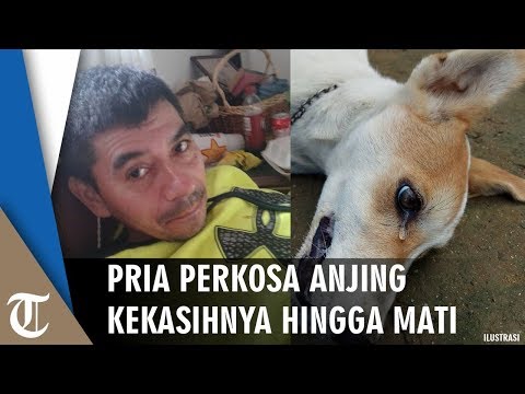 Video: 15 Kemeja Gembok Untuk Pria yang Mencintai Anjing