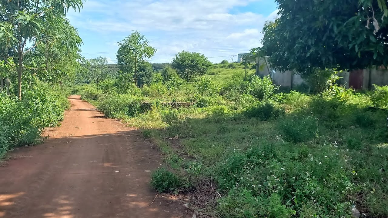 Bán đất vườn giá rẻ, tặng nhà, 343m đường thông, đất đỏ Bazan, 14305,5m²,giá 1ty8 bao sổ 