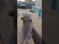 Cat Funny Video #catfunny #catcomedy #cat #catshorts #kitten #cute #explore #shorts #shortsfeed