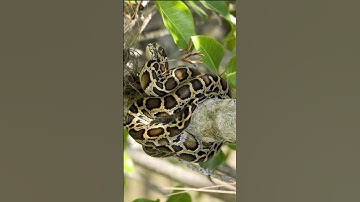 why Python is named Python #shorts