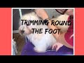 Havanese- Trimming round the foot, Havanese dogs.
