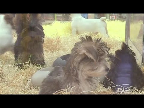 Vidéo: Comment Choisir Une Animalerie