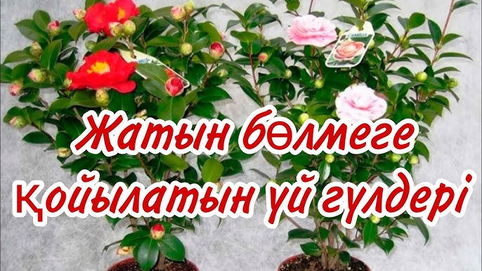 Біреудің кискасын таңдайтын порно видеосы Әкесі мен қызы арасындағы жыныстық қатынас