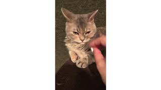 猫カフェ 赤坂 陸空家 Youtube 猫カフェ 赤坂 陸空家 Youtube