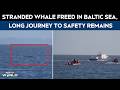 Stranded Whale Freed In Baltic Sea, But Long Journey To Safety Remains