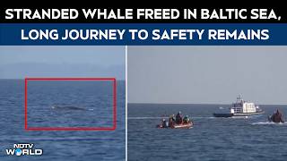 Stranded Whale Freed In Baltic Sea, But Long Journey To Safety Remains