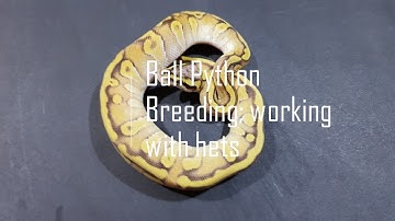 Ball Python Breeding; working with hets.
