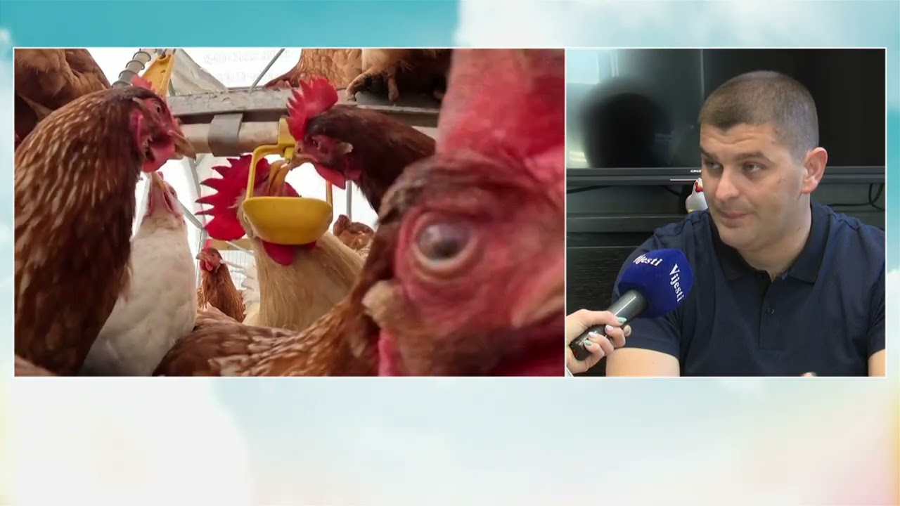 BOJE JUTRA - HOĆE LI PTIČJI GRIP IZAZVATI NESTAŠICU ILI RAST CIJENA JAJA I MESA? | Vijesti online