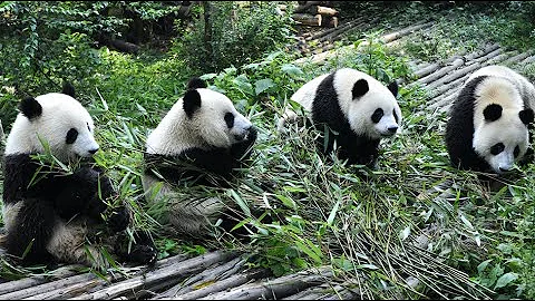 Panda Funny Moment Videos 🐼 The Panda is Super Cute When Eating 🐼 Panda Video Compilation