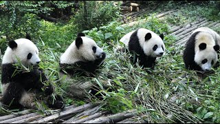 Panda Funny Moment Videos 🐼 The Panda is Super Cute When Eating 🐼 Panda Video Compilation