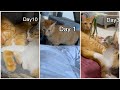 先住猫と新入り猫が仲良くなるまでの軌跡