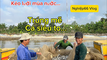 Kéo lưới mùa nước./. Din mẽ cá lòng tông siêu nhiều... #sanbat #mientay @Nghiep66vlog 