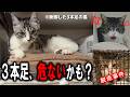 3本足の猫、無茶して落ちる問題…!しゃけまる脱走事件【プンプン速報】