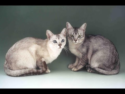 Video: Gato Burmilla: Descripción De La Raza, Naturaleza Y Características Del Contenido, Fotos, Elección De Un Gatito, Reseñas De Los Dueños, Cría De Gatos