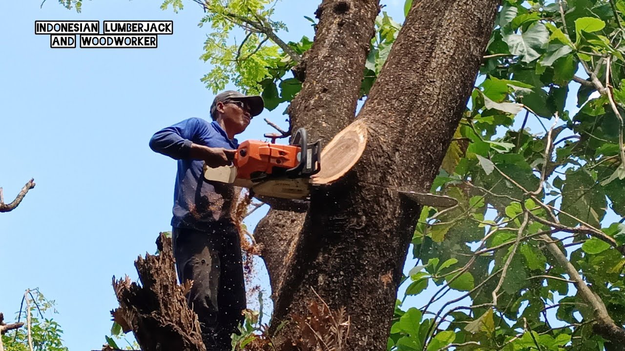 Crazy Lumberjack... Cut down a super old trembesi tree, Stihl ms 881 ...