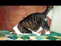 FUNNY CAT MEMES COMPILATION V01