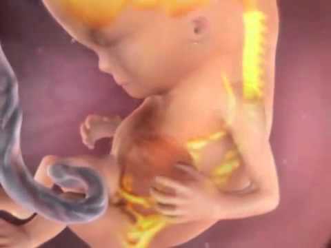 El Embarazo Por Dentro Entre Las Semanas 10 Y 14 Tercer Mes