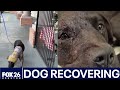 Abused puppy recovering amid animal cruelty investigation