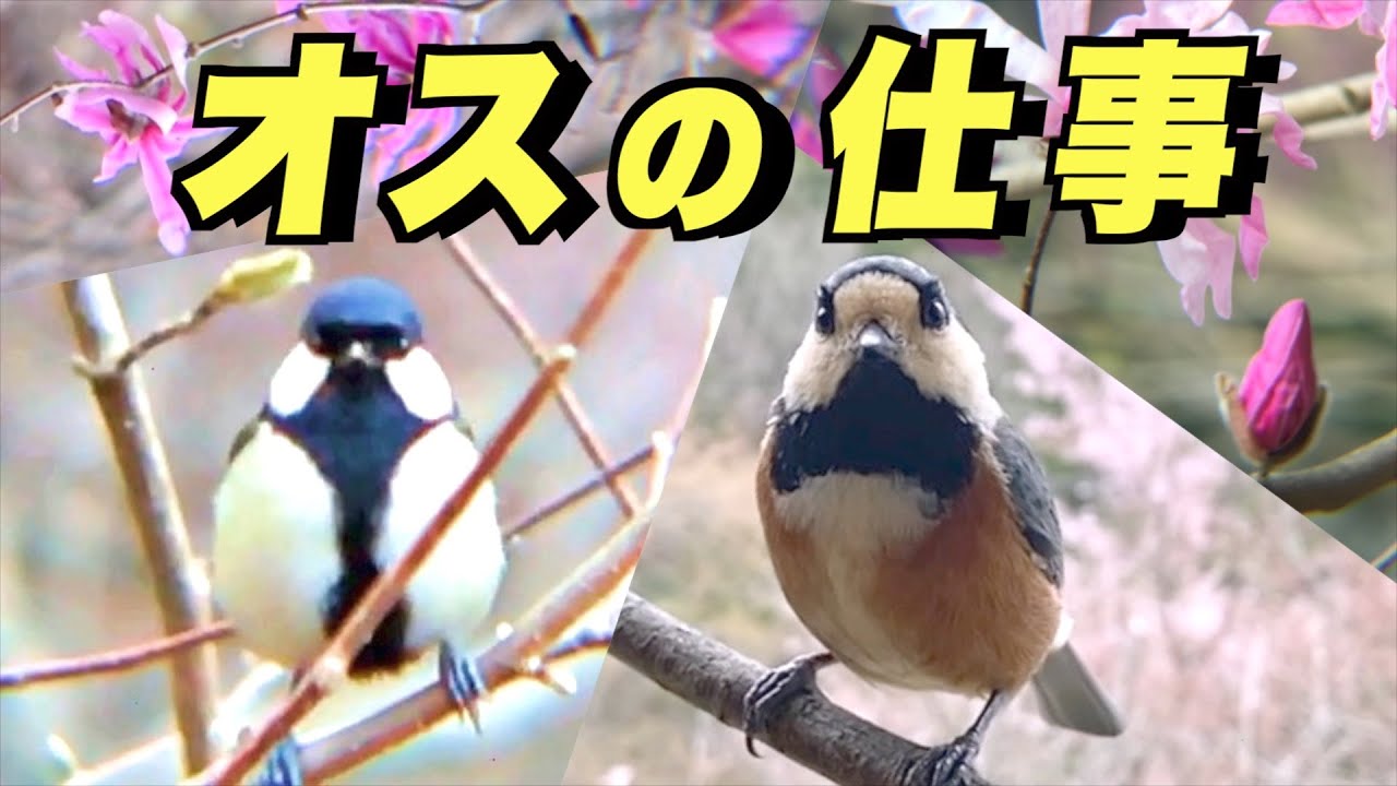 太った鳥 Varied Tit/Great Tit] What is the male doing while watching the