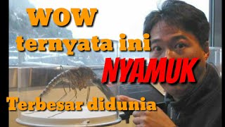 TERNYATA NYAMUK TERBESAR | DIDUNIA DITEMUKAN DI........