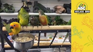 Bird Breeders | Adelaide Bird Co