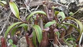 CP Video Series Episode 39 - Nepenthes gracilis "Maroon" from Simpang Pulai