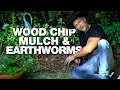 My freerange worm farm with wood chip mulch for soil building