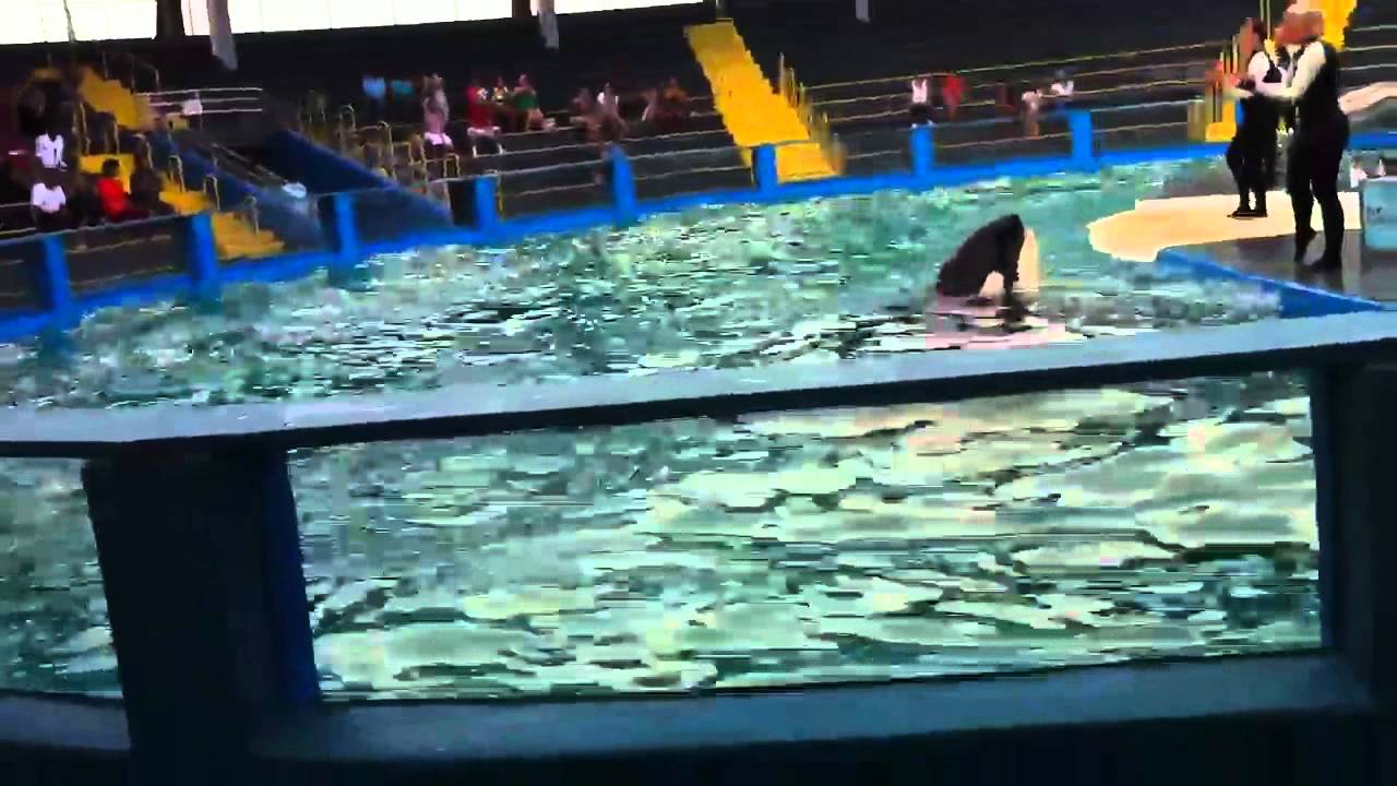 Víctor got soaked by a killer whale - YouTube