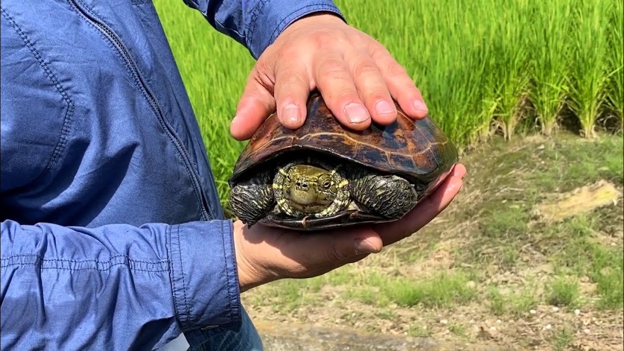 かめ！ページです。 Sucked into the side hole of the waterway and saved the turtle on