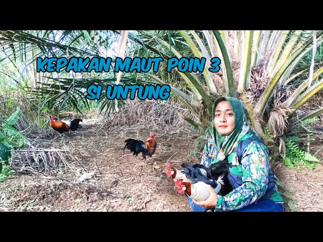 KEPAKAN PIKAT BIKIN AYAM HUTAN EMOSI Bersama Si untung poin ke 3 class=