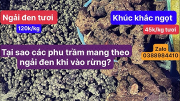 Ngải đen (ngải tím), khúc khắc ngọt (thổ phục linh), sâm nam (ngưu đại lực)