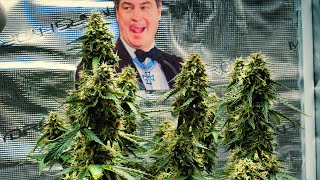 Cannabis Grow Week 9 - What hermaphrodites look like & brown spots from overfertilization? | Purp...