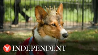 Dozens of Corgis gather outside Buckingham Palace in tribute to Queen Elizabeth II
