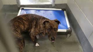 acs A663074